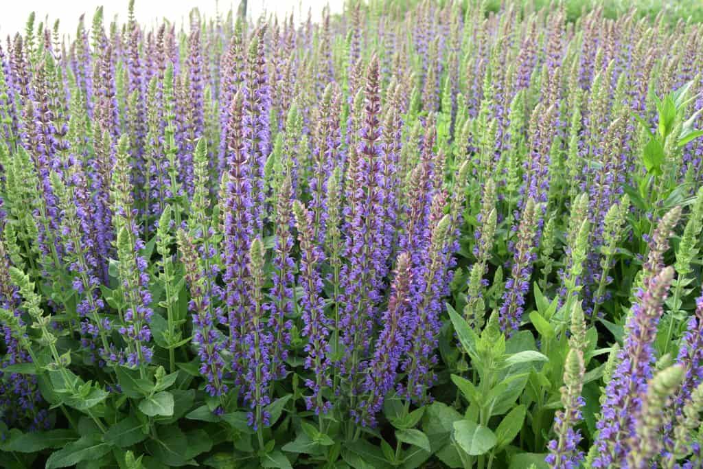 Salvia nemorosa 'Ostfriesland' ---